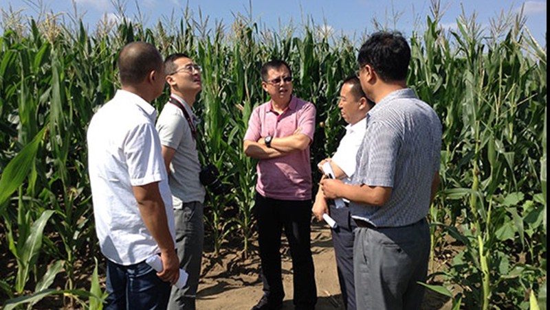 尊龙抖圈官网节水集团吉林玉米地埋式滴灌试验效果显著